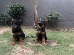 Black Shepherd Long Coat & Black & Tan Puppies – Pedigree Certified