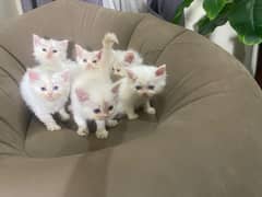 persian kittens