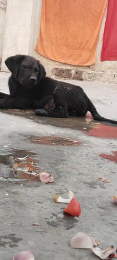 Labrador puppy black heavy bone structure