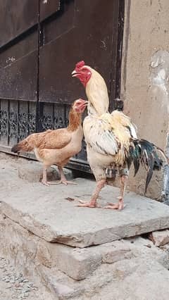 indian nasel hn