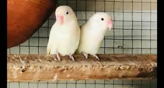 love birds