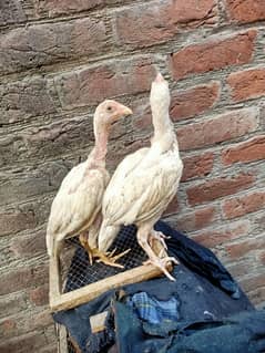 Aseel Chicks for sale