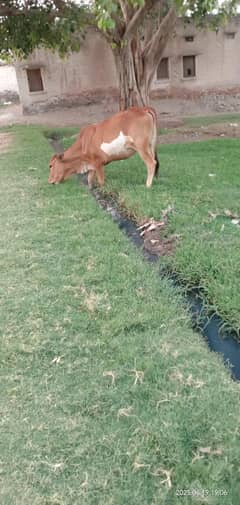 kheeri Wachi for sale