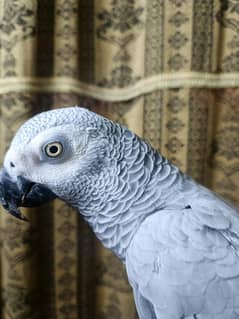 African Grey Female Breeder and Hand Tamed  Yellow Eyes