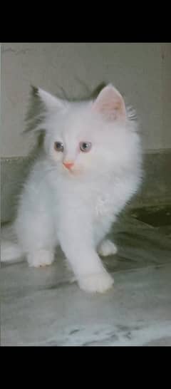 Persian
