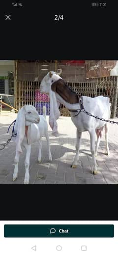 gulabi ablak bakri sath gulabi female 3.5 mah ki