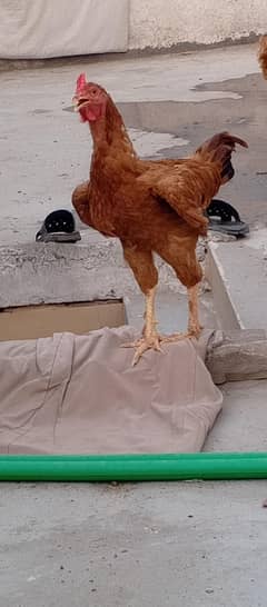 Heavy Murga