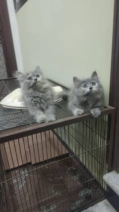 Tripple Coated Persian Cats Pure Turkish Angora