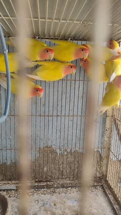 Lotino love birds