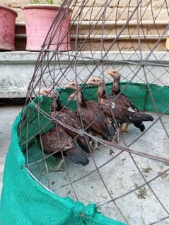 amroha