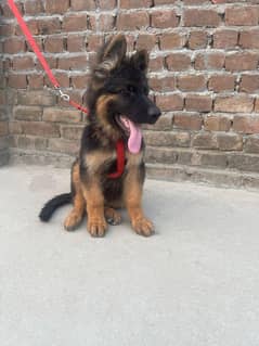 German shepherd 4 month 90 k