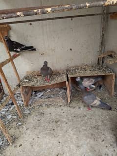 Gola pigeons