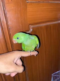 green