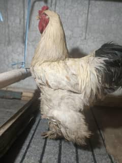 Brahma