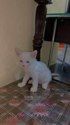 Persian white cat| litter trained for urgent sale.