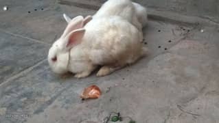 angora cross male and female rabbits