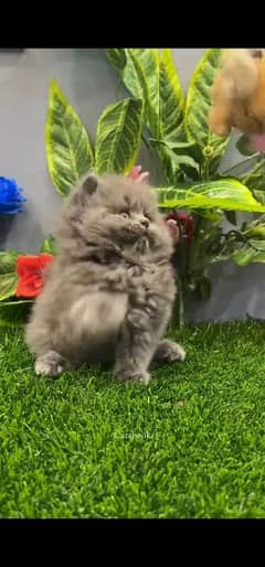 blue eyes white Persian kitten|Triple long coat |WhatsApp. 03250387943