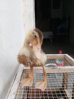 DUCKS || LONG NECK ||| DUCKS PAIR