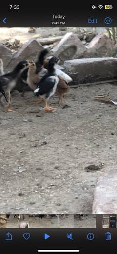 top quality chicks and breeder females