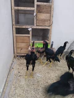German shamo | white shamo | Black shamo | aseel shamo | chicks | hens