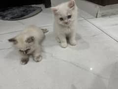 Cats