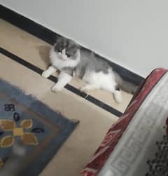 Persian