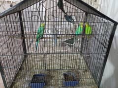Australian budgies parrots For Sale with Cage Double Portion