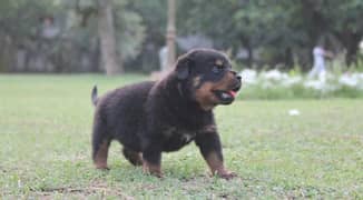 Rottweiler