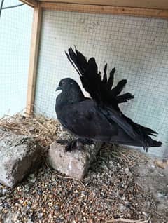indian fantail male patha available 03234262875