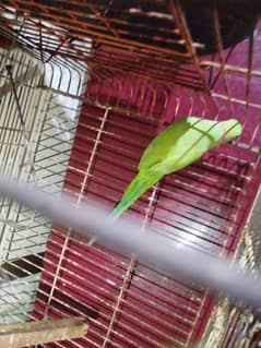 Male ring neck