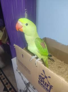 kashmiri raw jumbo size chick for sale| RS:15499