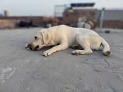 Labrador Fresh Adult female