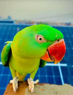 kashmiri Raw breeder female for sale 20k final 0.3. 24.0. 11.3232