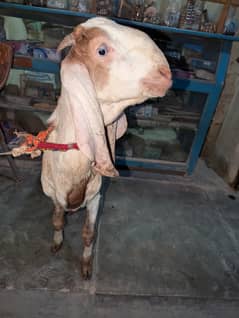 Nagra n Gulabi Male