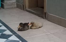 pair ducks