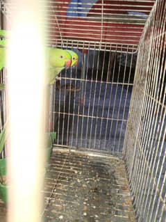 Ringneck