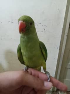 for sale parrot