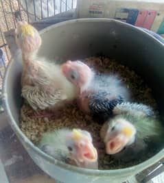 Cocktail Chicks for handtamed