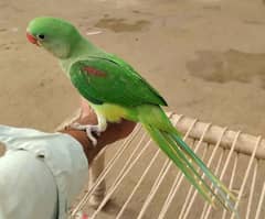 Kashmiri Raw parrot My WhatsApp number 0326/74/83/089 for sale
