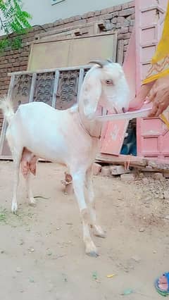 goat for sale