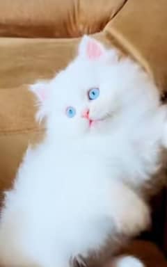 Persian kitten | triple long coated Kittens |  03406947464 WhatsApp