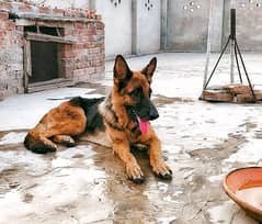 German Shepherd Breeder female
