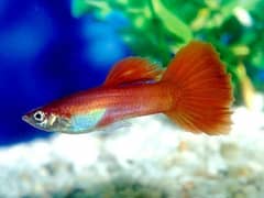 Red Tail Guppies