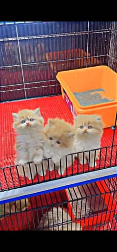 blue eyes white Persian kitten|Triple long coat |WhatsApp. 03250387943