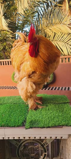 Heavy golden buff chicks for sale