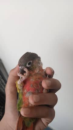 Hand Tamed Pine Apple & Green Chick
