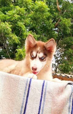 Siberian