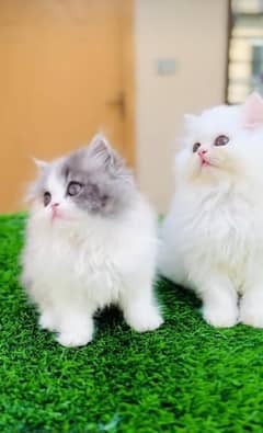 Persian kitten | triple long coated Kittens |  03406947464 WhatsApp
