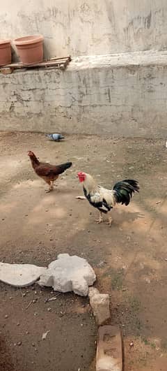 breeding pair