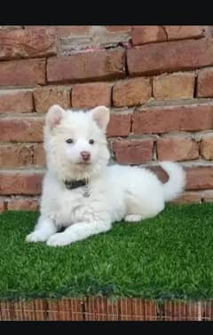 Russian puppy dog My WhatsApp number 0326/74/83/089
